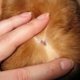 Gljiva lišajeva kod zeca ili lišajeva - kako liječiti ovu bolest